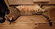 Koda a rejoint le concours — aidez-le/la à gagner de superbes lots ! cat, tabby_cat, pet, animal, sleeping, lying_down, relaxed, sprawled, fur, striped, whiskers, ears, tail, paws, wooden_floor, wood, indoor, furniture, warm_lighting, funny_pose