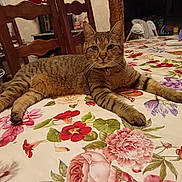 Koda participe au concours pour gagner de l'argent avec cette photo : cat, tabby_cat, pet, animal, feline, striped_fur, whiskers, ears, eyes, collar, lying_down, relaxed, indoor, dining_room, dining_table, floral_tablecloth, wooden_chairs, kitchen, home, portrait
