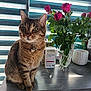 cat, tabby_cat, pet, indoor, flowers, roses, vase, kitchen, counter, natural_light, domestic, furniture, plant, greenery, tabletop, collar, medallion, window_blinds, shadow, still_life