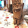 cat, tabby, indoor, table, tablecloth, holiday, ornaments, snowflake, curtain, television, wood_paneling, collar, pet_tag, furniture, home, cozy, sitting, whiskers, face, domestic_animal