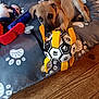 Asko a rejoint le concours — aidez-le/la à gagner de superbes lots ! puppy, dog, toy, dog_bed, indoor, wooden_floor, playful, pet, curious, animal, brown_puppy, stuffed_toys, soft_bed, yellow_straps, black_and_white_ball, cushion, relaxed, close_up, floor, cute