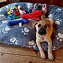 Asko participe au concours pour gagner de l'argent avec cette photo : puppy, dog, dog_bed, plush_toys, soccer_ball, wooden_floor, indoor, pet, animal, cute, brown_dog, toy, resting, paw_prints, fabric, canine, pet_bed, playful, young_dog, domestic_animal