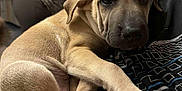 Asko participe au concours pour gagner de l'argent avec cette photo : puppy, dog, tan, pet, indoor, person, arm, holding, closeup, cute, animal, mammal, fur, young, companion, domestic, resting, face, looking, background