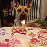 Asko a rejoint le concours — aidez-le/la à gagner de superbes lots ! baby_gate, birthday, bookshelf, brown_eyes, cake, candle, dog, floral_tablecloth, home, indoors, party, pet, portrait, short_fur, sitting, table, tan_dog, upright_ears, warm_lighting, white_chest