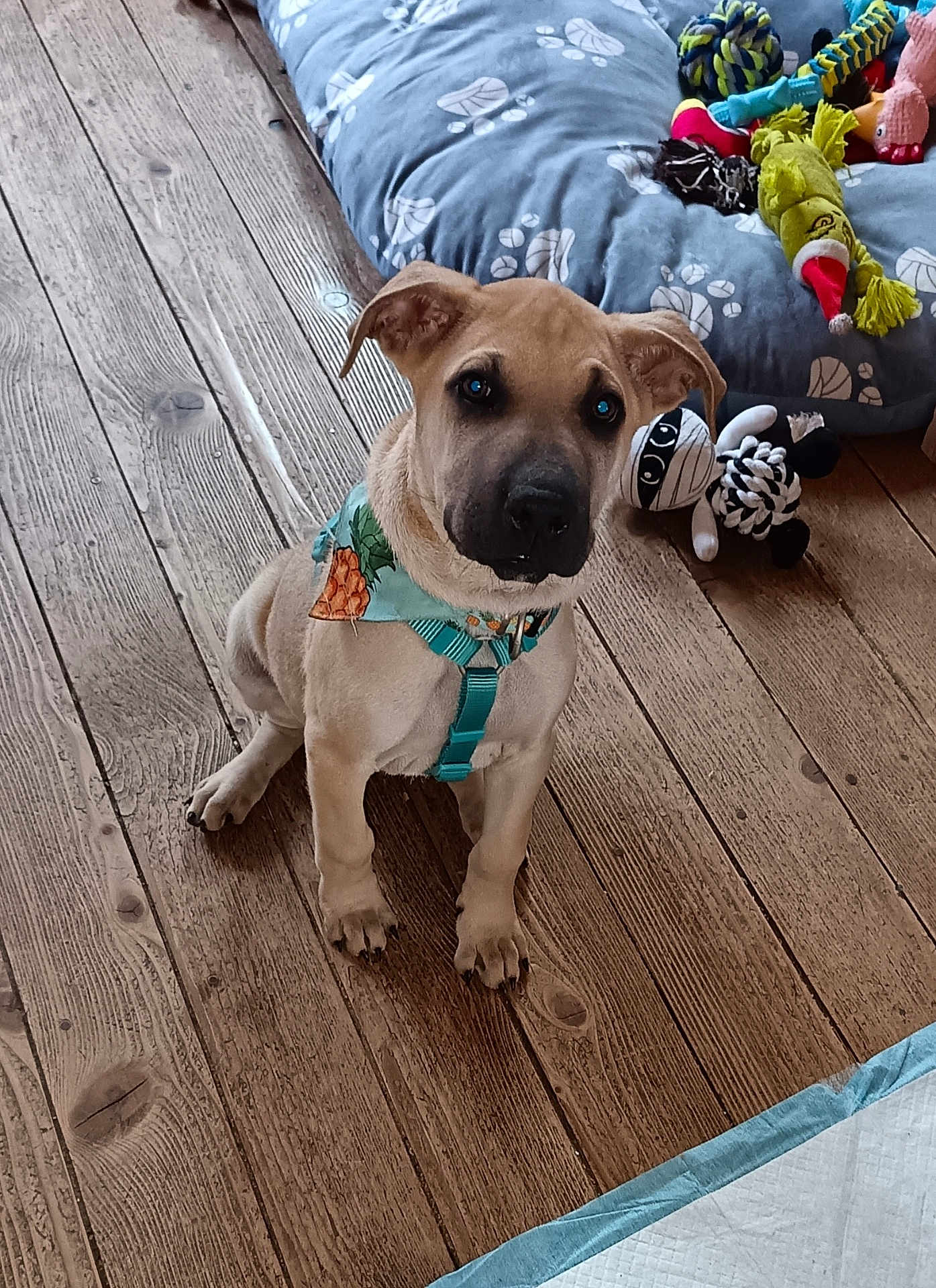 Asko a rejoint le concours — aidez-le/la à gagner de superbes lots ! puppy, dog, bandana, harness, wooden_floor, dog_bed, toys, plush_toy, mummy_toy, pineapple_pattern, indoor, pet, cute, sitting, brown_fur, curious, animal, pet_accessory, flooring, cozy