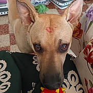 Asko a rejoint le concours — aidez-le/la à gagner de superbes lots ! black_nose, brown_eyes, brown_fur, canine, chew_toy, close_up, dog, floral_cushion, home, indoor, large_ears, patterned_blanket, pet, pointy_ears, portrait, red_toy, short_hair, staring, toy, yellow_spikes