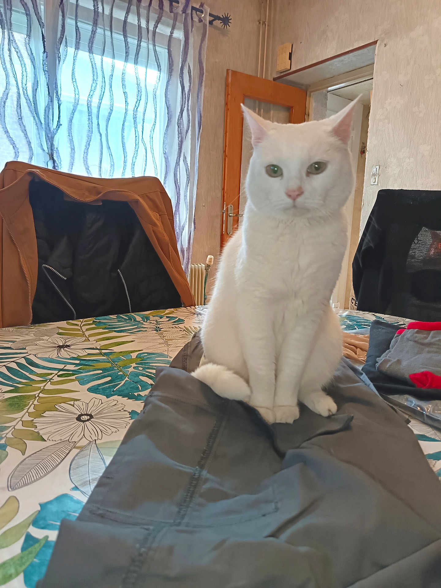 Blanca