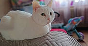 Blanca a rejoint le concours — aidez-le/la à gagner de superbes lots ! animal, bedroom, blanket, cat, close_up, ears, feline, fur, green_eyes, home_decor, indoors, pet, portrait, quilt, resting, shallow_depth_of_field, sitting, soft_lighting, whiskers, white_cat