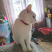 Blanca participe au concours pour gagner de l'argent avec cette photo : animal, cat, collar, cozy_room, curtains, cushion, home, indoors, pet, plants, portrait, quilt, side_profile, sitting, stroller, sunlight, toys, white_cat, window, wooden_floor