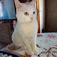Blanca a rejoint le concours — aidez-le/la à gagner de superbes lots ! cat, white_cat, table, tablecloth, holiday_pattern, indoor, pet, feline, domestic_animal, fur, ears, eyes, whiskers, nose, paws, electronics, television, door, furniture, cords