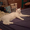 Blanca participe au concours pour gagner de l'argent avec cette photo : alert, animal, bed, bedroom, blanket, cat, ears, feline, furniture, home_decor, indoor, lying_down, paws, pet, purple_bedding, relaxed, stretching, tail, whiskers, white_cat