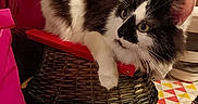 Minnie a rejoint le concours — aidez-le/la à gagner de superbes lots ! animal, basket, black_and_white, cat, clothing, colorful, ears, fluffy, fur, household, indoors, jersey, laundry, lying_down, pet, portrait, red, sitting, whiskers, yellow_eyes