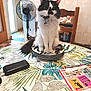 Minnie a rejoint le concours — aidez-le/la à gagner de superbes lots ! cat, black_and_white, fluffy, sitting, plates, table, tablecloth, leaf_pattern, fan, chair, indoor, power_bank, magazine, curious, pet, domestic, furniture, household, decor, cute