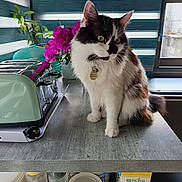 Minnie participe au concours pour gagner de l'argent avec cette photo : cat, kitchen, toaster, flowers, countertop, window, plant, vase, domestic_cat, feline, pet, indoor, green_eyes, fur, calico_cat, household, appliance, table, bottle, container