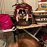 Minnie participe au concours pour gagner de l'argent avec cette photo : animal, basket, black_and_white, cat, clothing, clutter, feline, fluffy, household, indoor, ironing_board, kitten, laundry_room, pet, pet_carrier, portrait, shopping_bag, sitting, sports_jersey, wicker