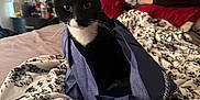 Midnight joined the competition — help win amazing prizes! bed, black_and_white_cat, blanket, cabinet, cat, cozy, curious, domestic, ears, furniture, household, indoor, lamp, pet, pillow, resting, room, soft_light, tote_bag, whiskers