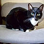 Midnight is registered to the contest to win money with this photo: animal, black_and_white, cat, chair, closeup, curious, cute, domestic_cat, feline, fur, gray_chair, green_eyes, household, indoor, looking, pet, portrait, sitting, tuxedo_cat, whiskers