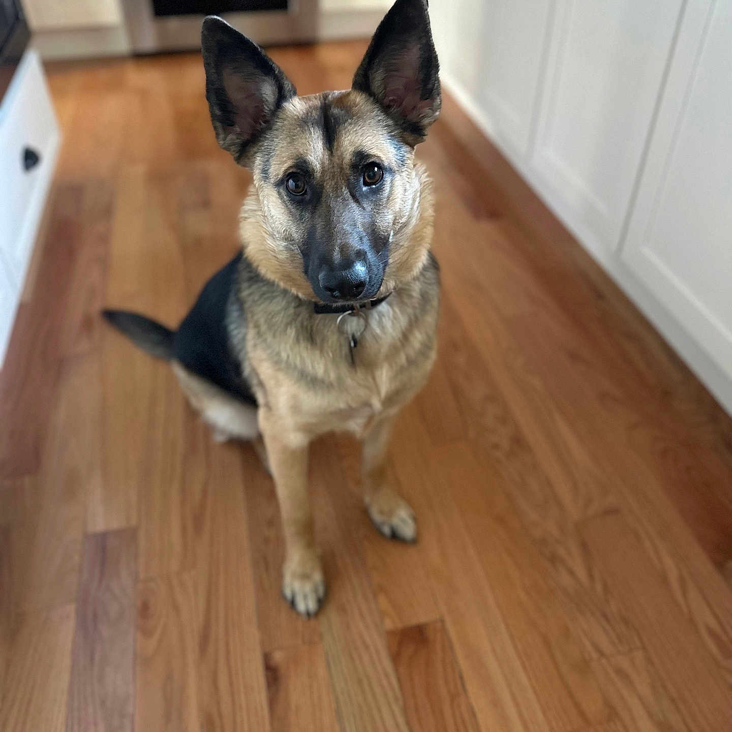 Charlie is registered to the contest to win money with this photo: animal, canine, dog, germanshepherd, hardwood, hound, husky, indoors, interiordesign, pet, plywood, puppy, snout, stainedwood, wood