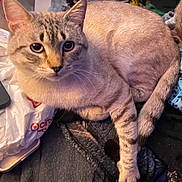 Tigger is registered to the contest to win money with this photo: cat, feline, pet, animal, domestic_cat, fur, whiskers, ears, eyes, face, tail, claw, plastic_bag, fabric, indoor, closeup, curious, resting, household, clutter