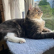 Leo participe au concours pour gagner de l'argent avec cette photo : cat, gray_cat, white_paw, window, sunlight, indoor, furniture, curtain, urban_view, greenery, pet, fluffy, resting, side_view, domestic_animal, relaxed, soft_texture, daylight, animal, looking_out