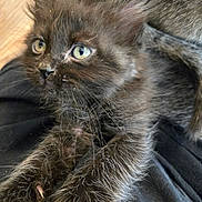 Black Betty is registered to the contest to win money with this photo: animal, background, black_fur, cat, claws, close_up, curious_eyes, cute, dark_cloth, feline, fur_texture, indoor, kitten, paw, pet, resting, soft_fur, stretching, whiskers, young_animal