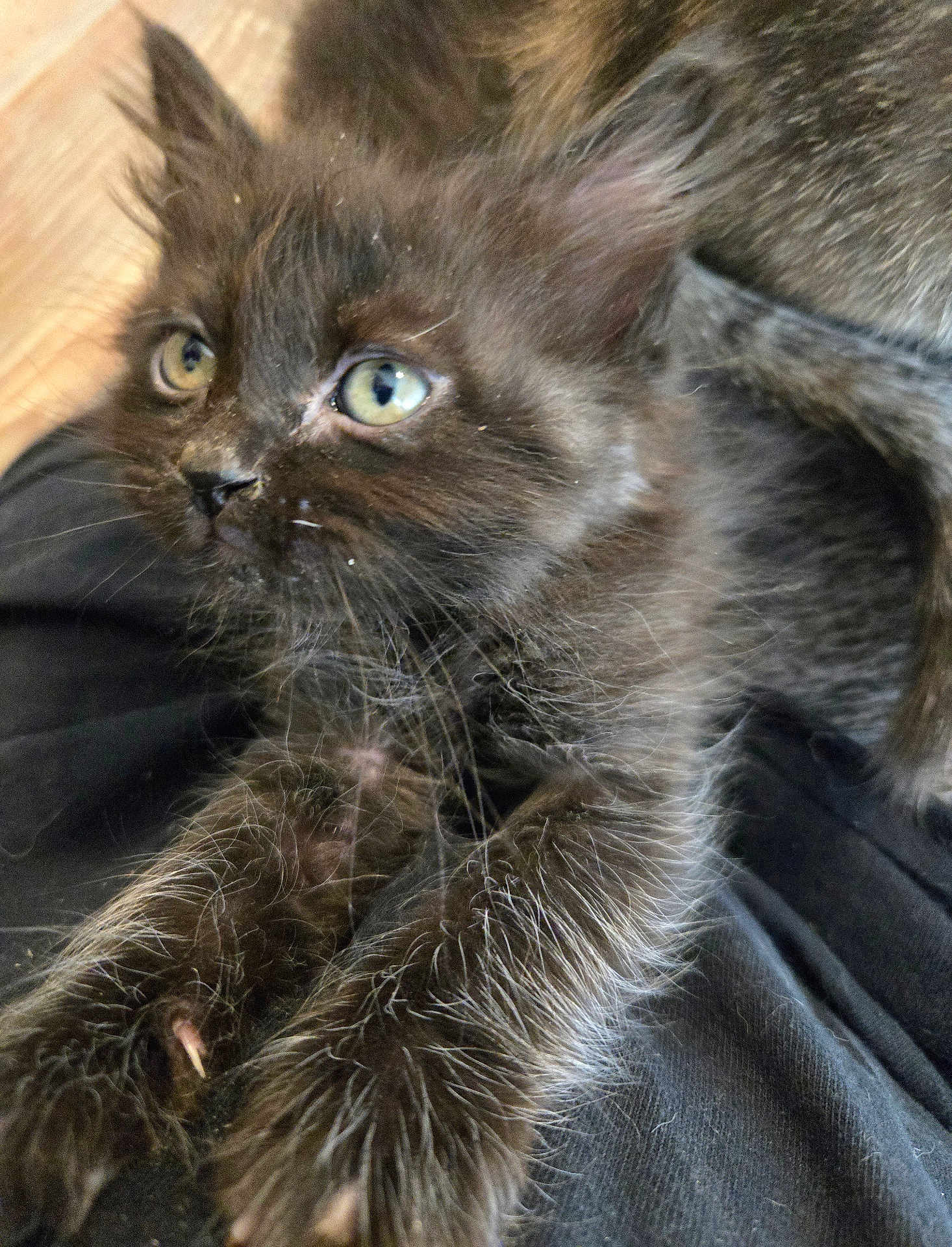 Black Betty is registered to the contest to win money with this photo: animal, background, black_fur, cat, claws, close_up, curious_eyes, cute, dark_cloth, feline, fur_texture, indoor, kitten, paw, pet, resting, soft_fur, stretching, whiskers, young_animal