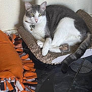 Tom is registered to the contest to win money with this photo: cat, gray_and_white, scratching_pad, orange_blanket, fringe, floor_tile, indoor, feline, pet, relaxed, sitting, collar, bells, shadow, wall, tail, paws, texture, calm, domestic