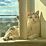 Tigrou participe au concours pour gagner de l'argent avec cette photo : cat, cat_tree, scratching_post, paw, sunlight, window, sky, clouds, indoor, feline, relaxed, pet, animal, whiskers, fur, green_eyes, shadow, wall, resting, cozy