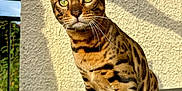 Yoko a rejoint le concours — aidez-le/la à gagner de superbes lots ! cat, bengal_cat, animal, pet, feline, striped, spotted, green_eyes, whiskers, sitting, sunlight, shadow, wall, texture, outdoor, nature, curious, alert, closeup, portrait