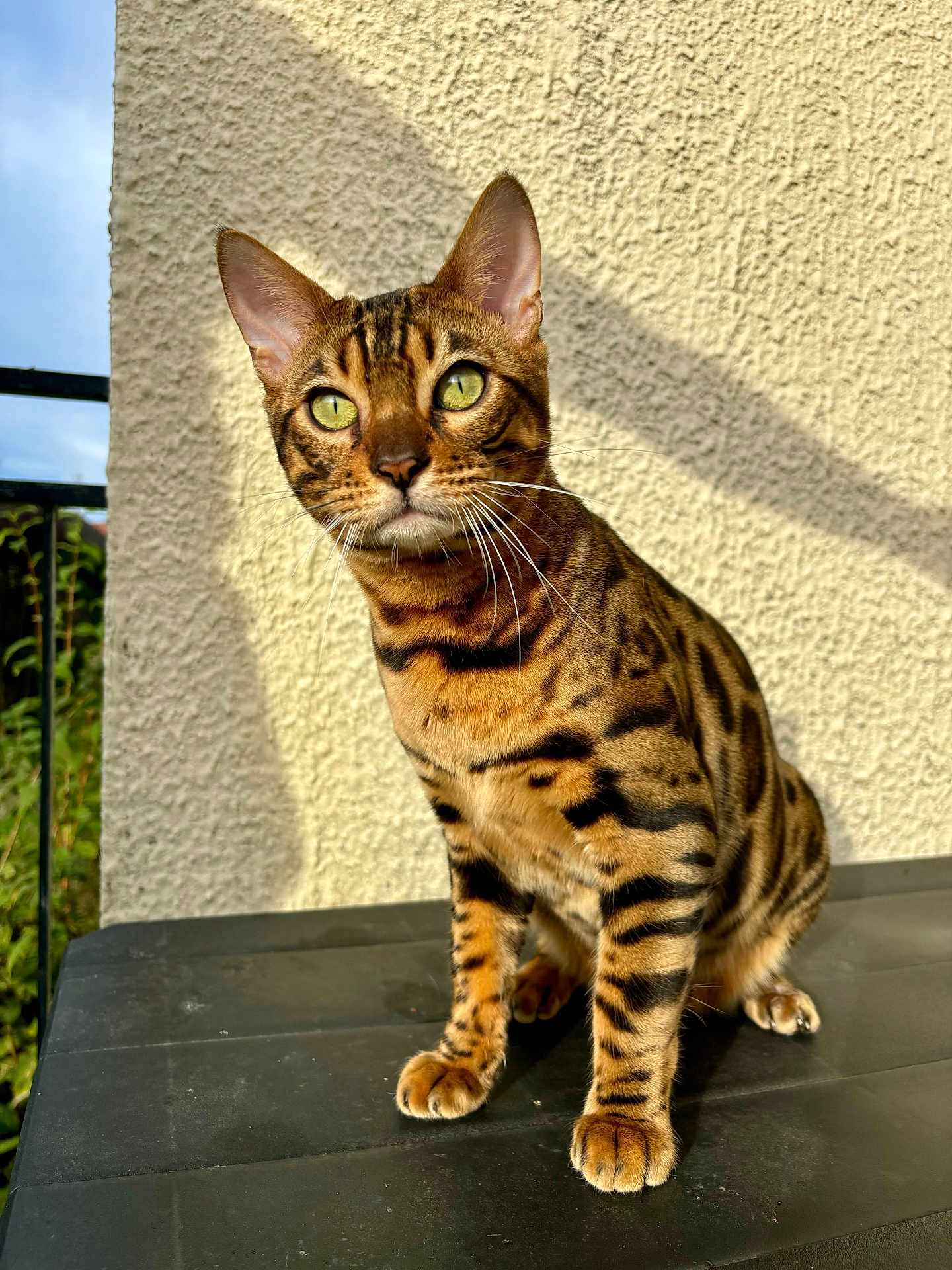 Yoko a rejoint le concours — aidez-le/la à gagner de superbes lots ! cat, bengal_cat, animal, pet, feline, striped, spotted, green_eyes, whiskers, sitting, sunlight, shadow, wall, texture, outdoor, nature, curious, alert, closeup, portrait