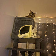 Yoko a rejoint le concours — aidez-le/la à gagner de superbes lots ! cat, cats, cat_tree, furniture, indoor, pets, cute, relaxed, cozy, fairy_lights, brown_cat, white_cat, curious, lounging, paws, animal, home, soft_lighting, vertical, multi_level