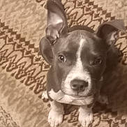 Dixie joined the competition — help win amazing prizes! puppy, dog, pet, animal, ears, blanket, pattern, brown, white, cute, young, indoor, floor, looking, sitting, fur, small, nose, whiskers, adorable