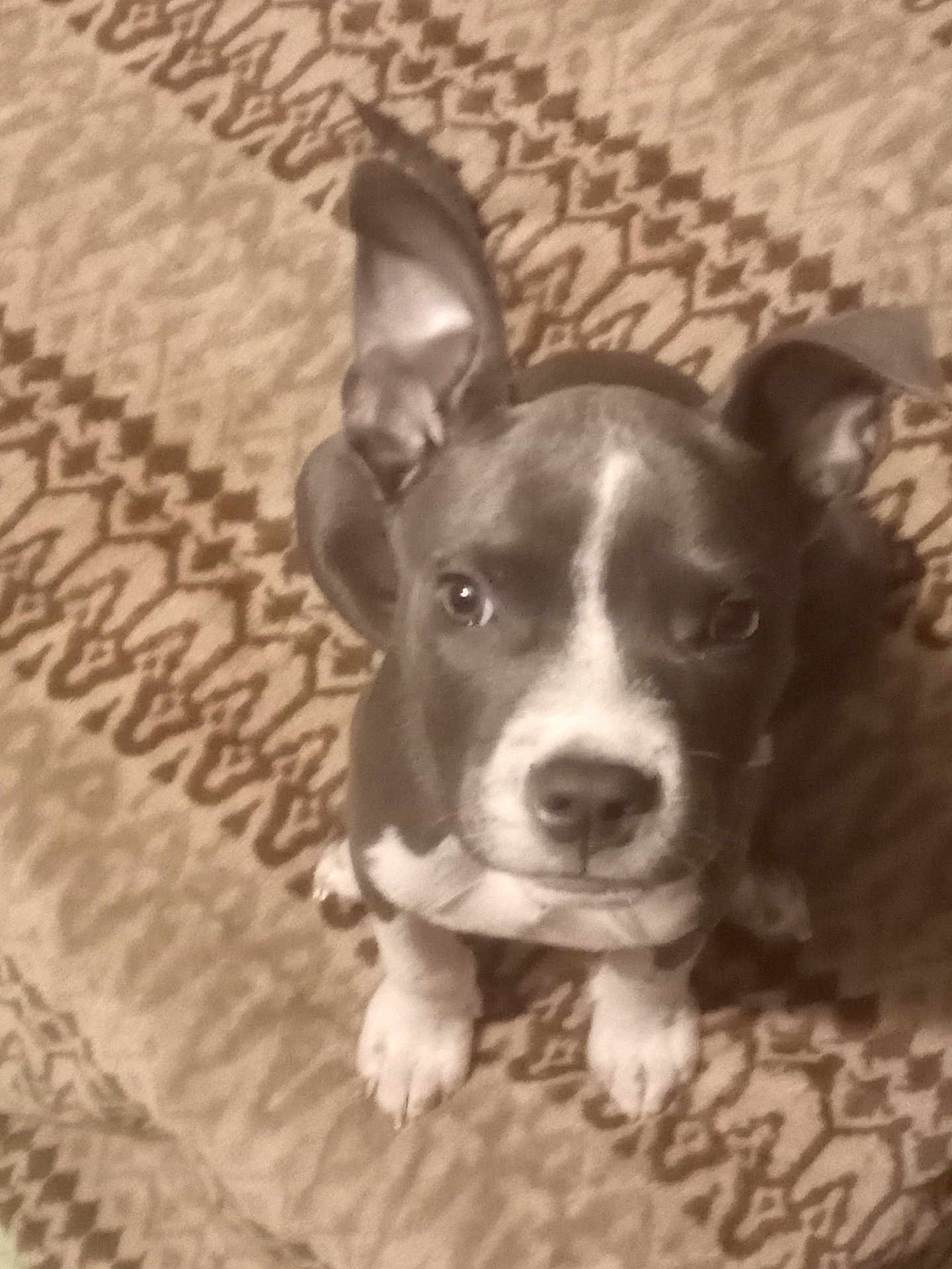 Dixie joined the competition — help win amazing prizes! puppy, dog, pet, animal, ears, blanket, pattern, brown, white, cute, young, indoor, floor, looking, sitting, fur, small, nose, whiskers, adorable