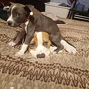 Dexter And Dixie is registered to the contest to win money with this photo: animal, bed, blanket, brown, collar, companion, cute, dog, friendship, furniture, gray, home, indoor, pattern, pet, puppy, relaxed, resting, two_dogs, white