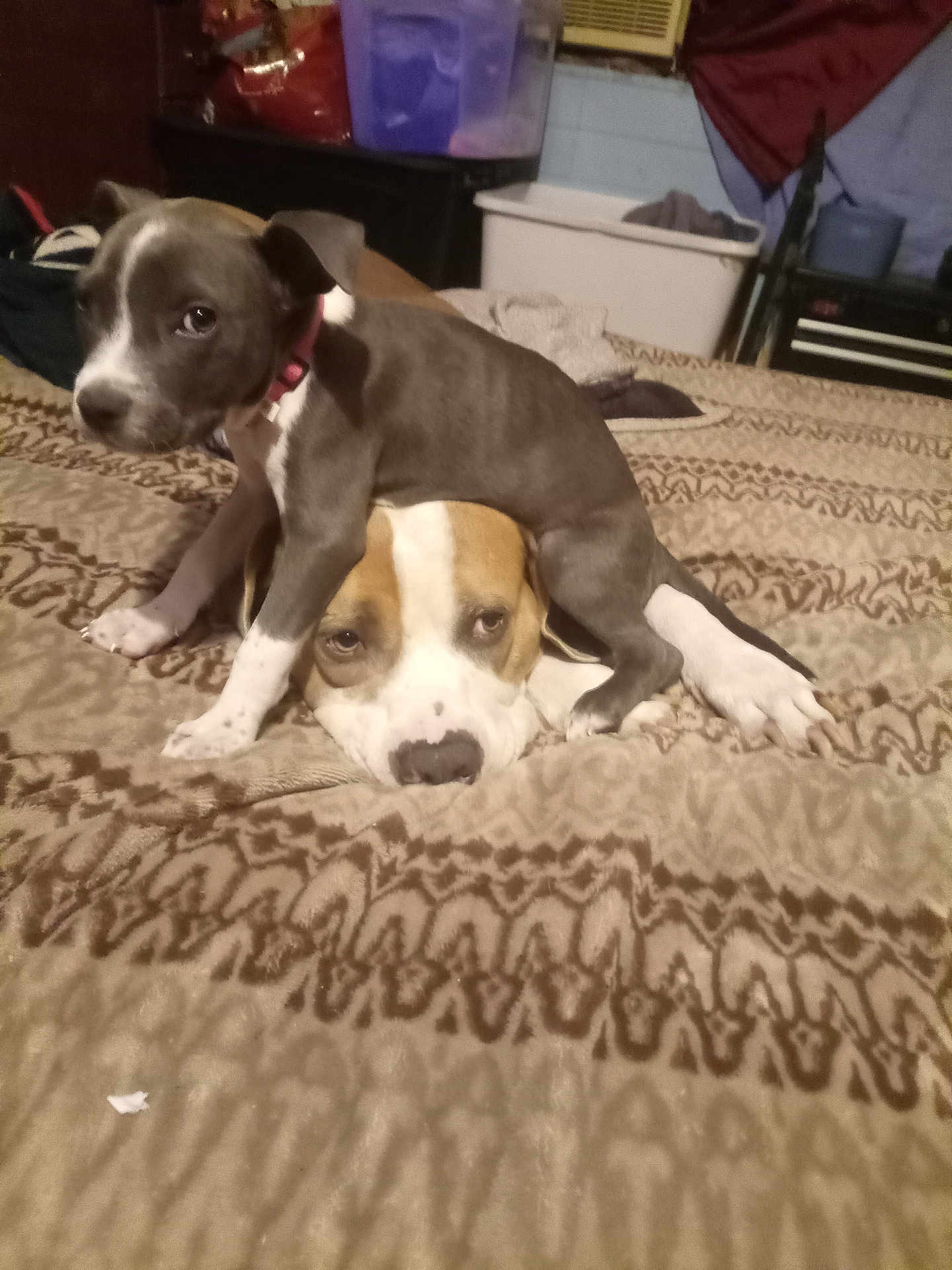 Dexter And Dixie is registered to the contest to win money with this photo: animal, bed, blanket, brown, collar, companion, cute, dog, friendship, furniture, gray, home, indoor, pattern, pet, puppy, relaxed, resting, two_dogs, white