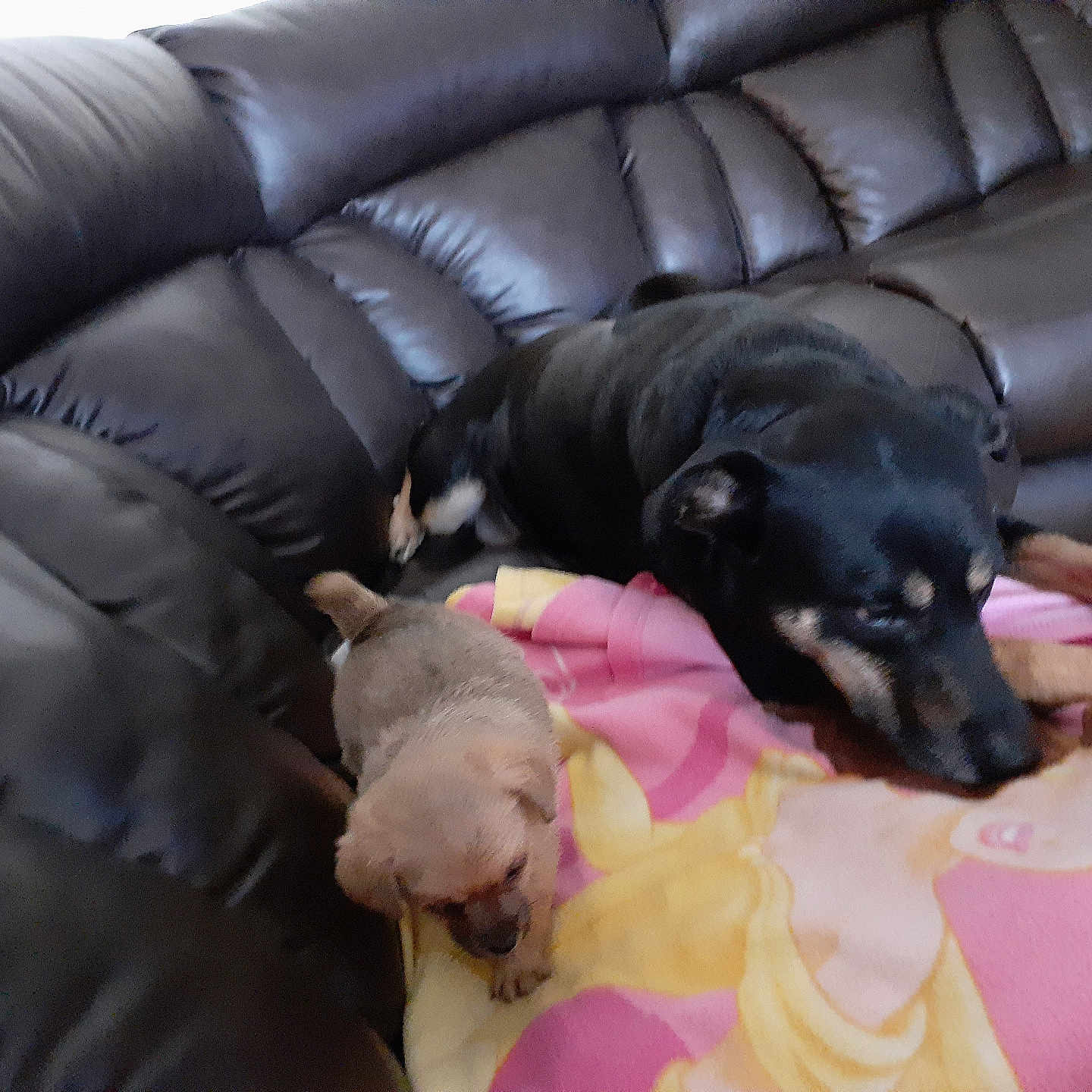 Nala joined the competition — help win amazing prizes! animal, black_dog, blanket, canine, cartoon, companion, cozy, cute, dog, fur, home, indoor, leather_couch, living_room, pet, princess, puppy, relaxing, resting, small_dog