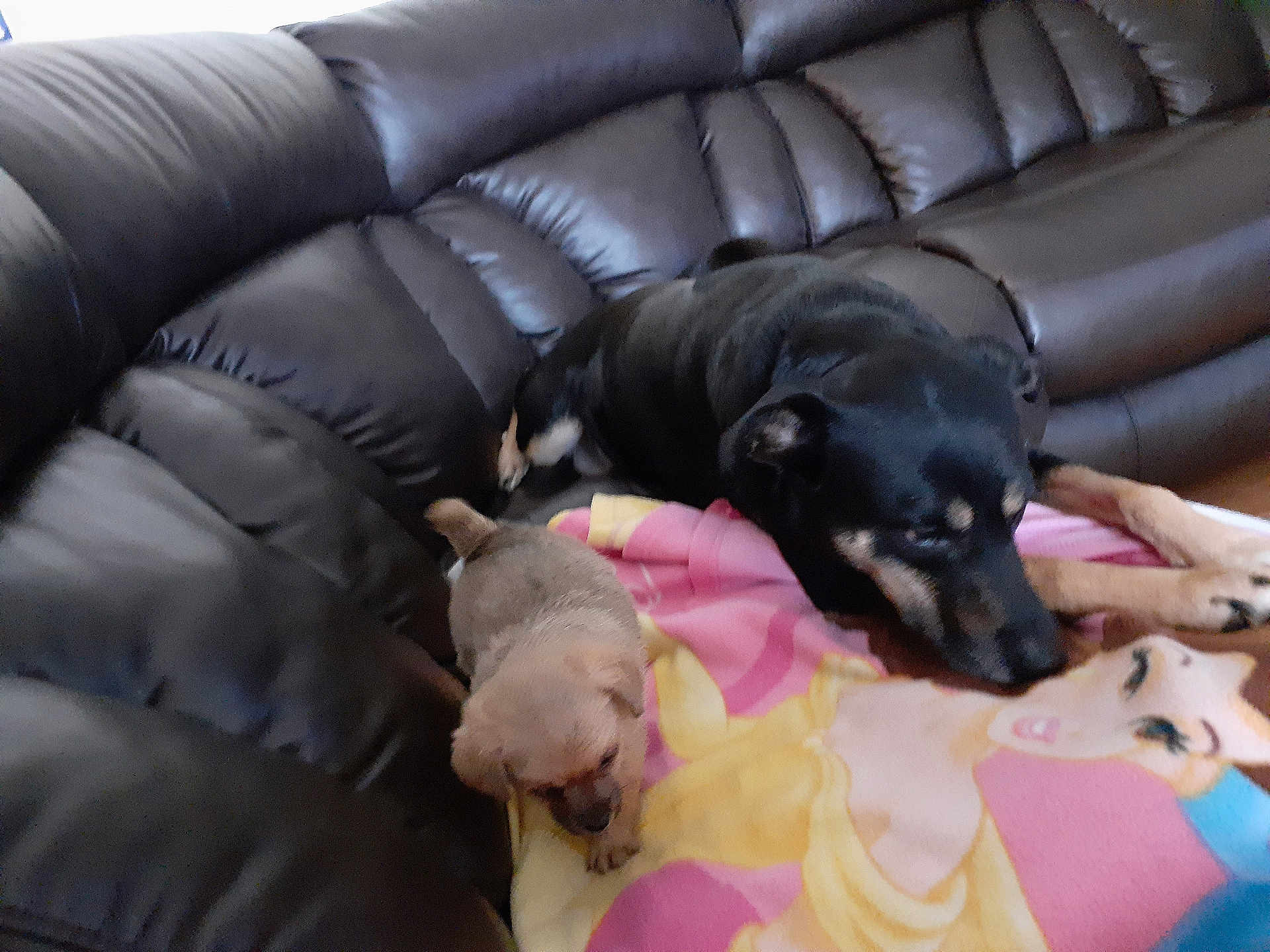 Nala joined the competition — help win amazing prizes! dog, puppy, leather_couch, blanket, cartoon, princess, black_dog, small_dog, indoor, pet, animal, resting, cute, fur, companion, living_room, cozy, home, canine, relaxing