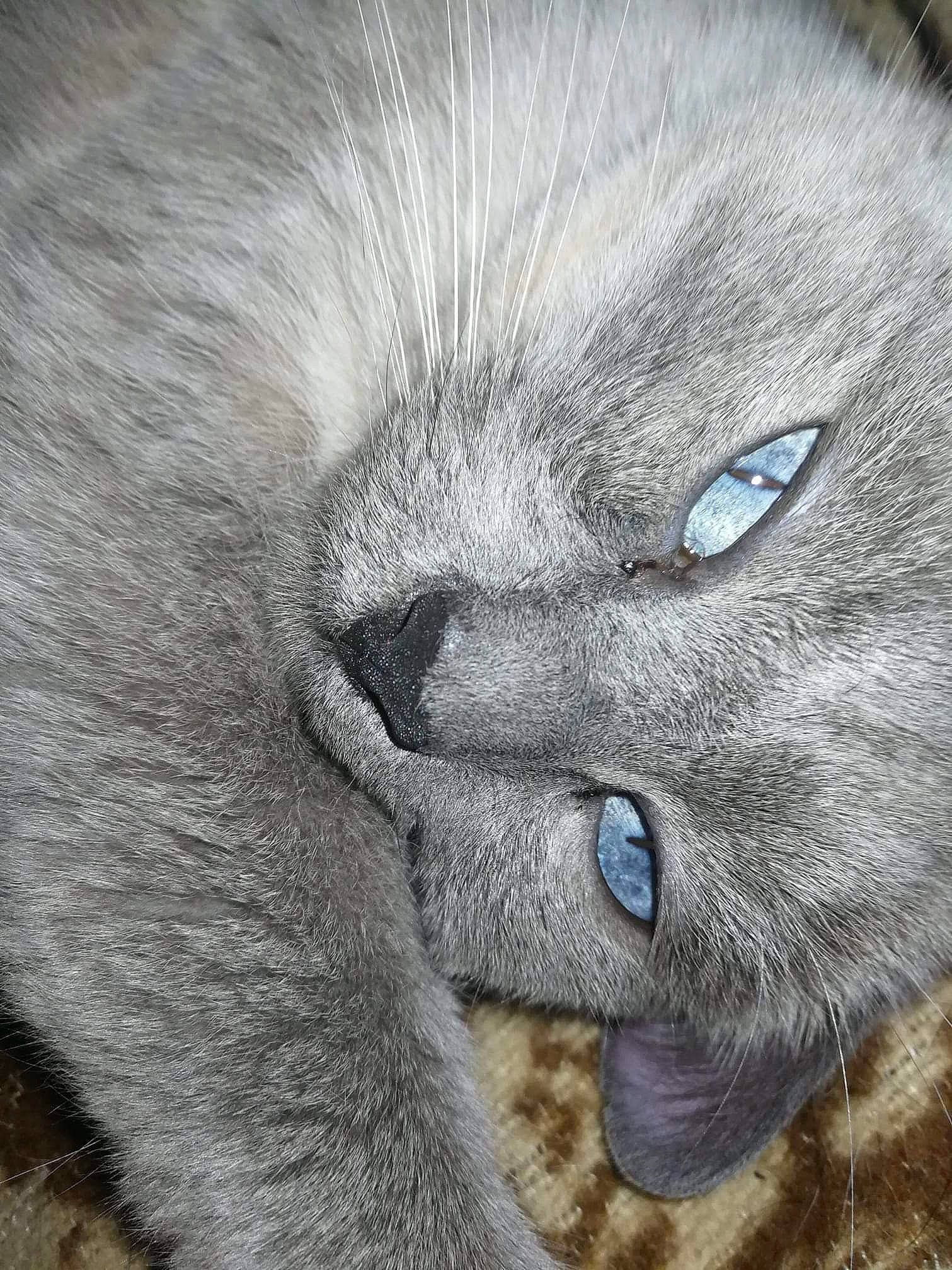 Nova participe au concours pour gagner de l'argent avec cette photo : british_longhair, british_shorthair, carnivore, cat, chartreux, close_up, eye, fawn, felidae, fur, korat, mammal, nebelung, nose, russian_blue, small_to_medium_sized_cats, snout, whiskers
