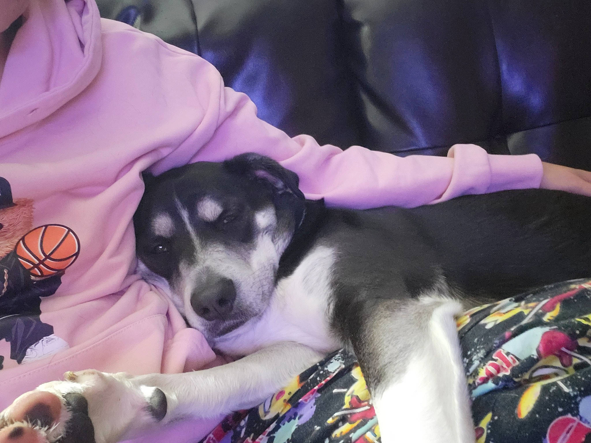 Mya joined the competition — help win amazing prizes! canidae, carnivore, chilean_fox_terrier, comfort, companion_dog, couch, dog, dog_breed, dog_supply, fur, non_sporting_group, pattern, paw, pink, puppy, puppy_love, purple, remote_control, sporting_group, toy_dog