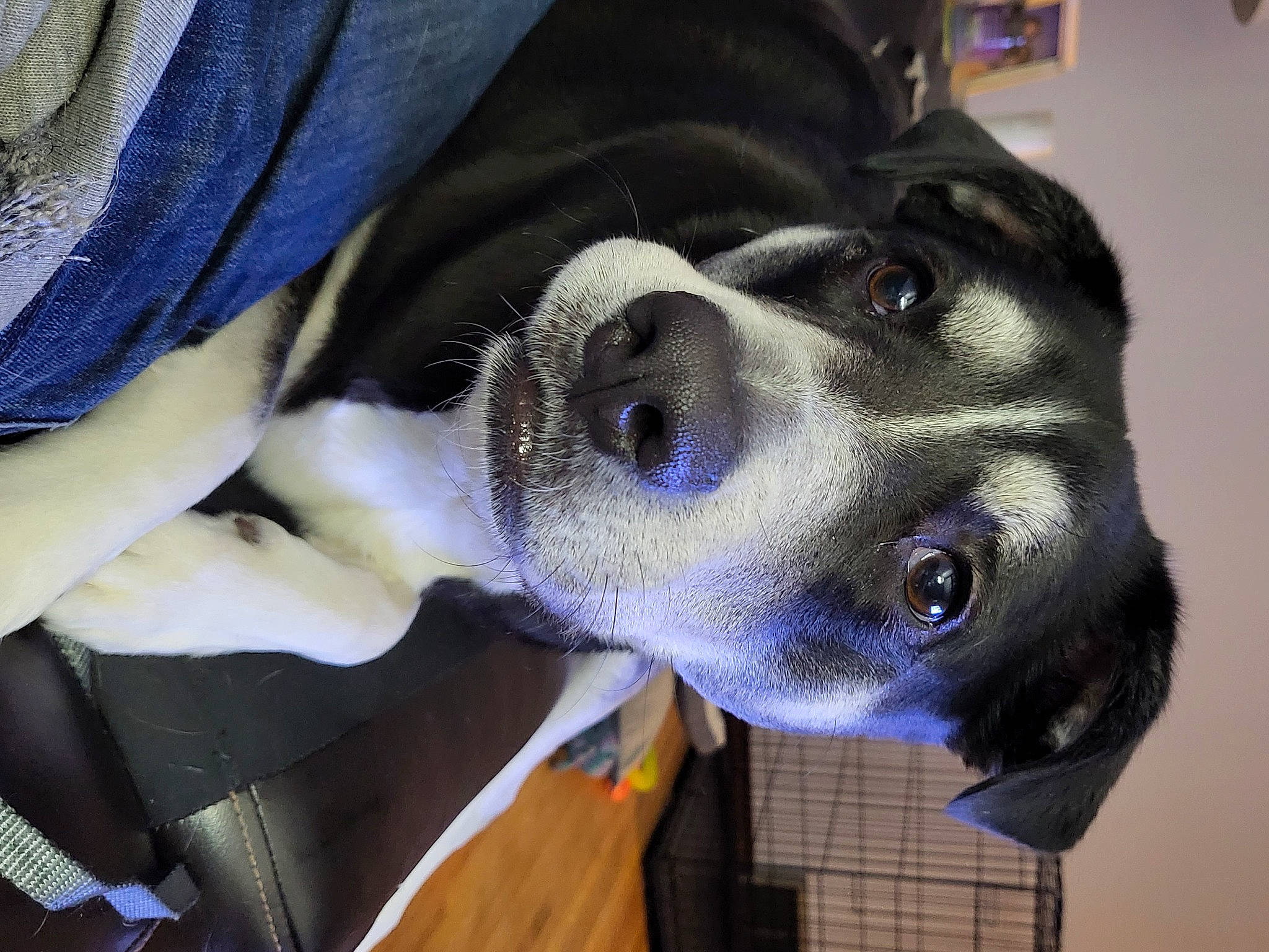 Mya joined the competition — help win amazing prizes! canidae, carnivore, collar, companion_dog, dog, dog_breed, electric_blue, eyewear, fashion_accessory, fawn, fur, leash, non_sporting_group, personal_protective_equipment, selfie, snout, sporting_group, whiskers, working_animal