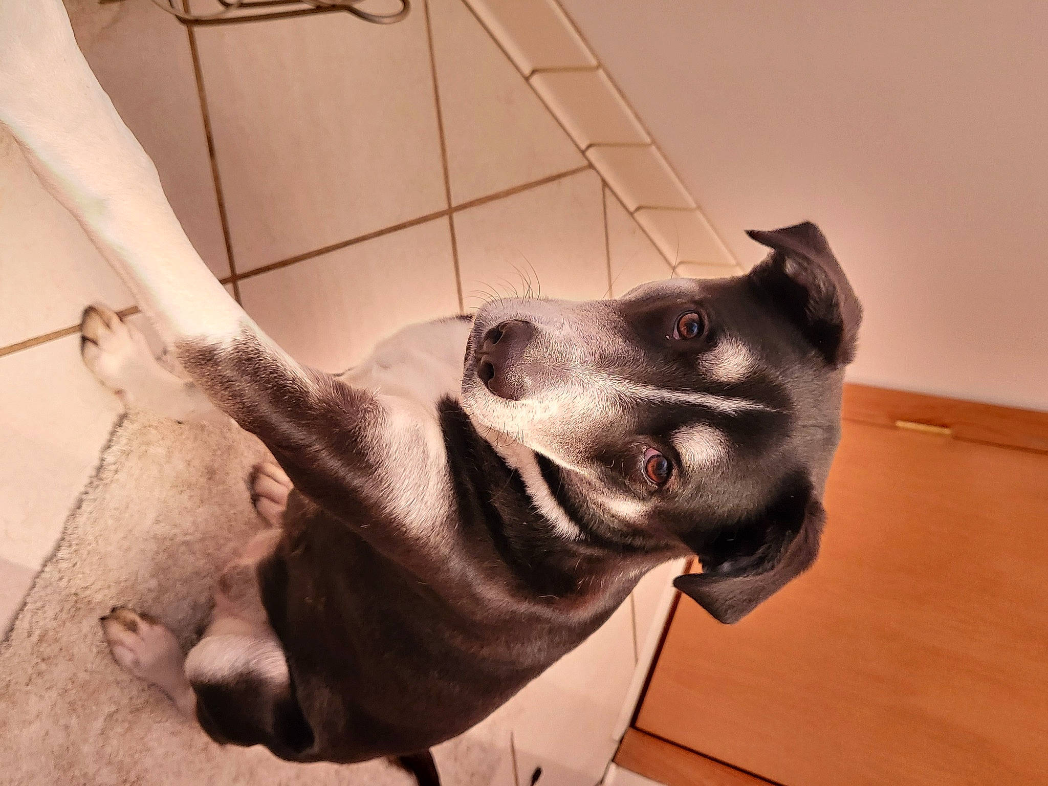 Mya is registered to the contest to win money with this photo: canidae, carnivore, collar, companion_dog, dog, dog_breed, dog_collar, ear, fang, fawn, flooring, gesture, jaw, pet_supply, snout, sporting_group, tail, whiskers, wood, working_animal