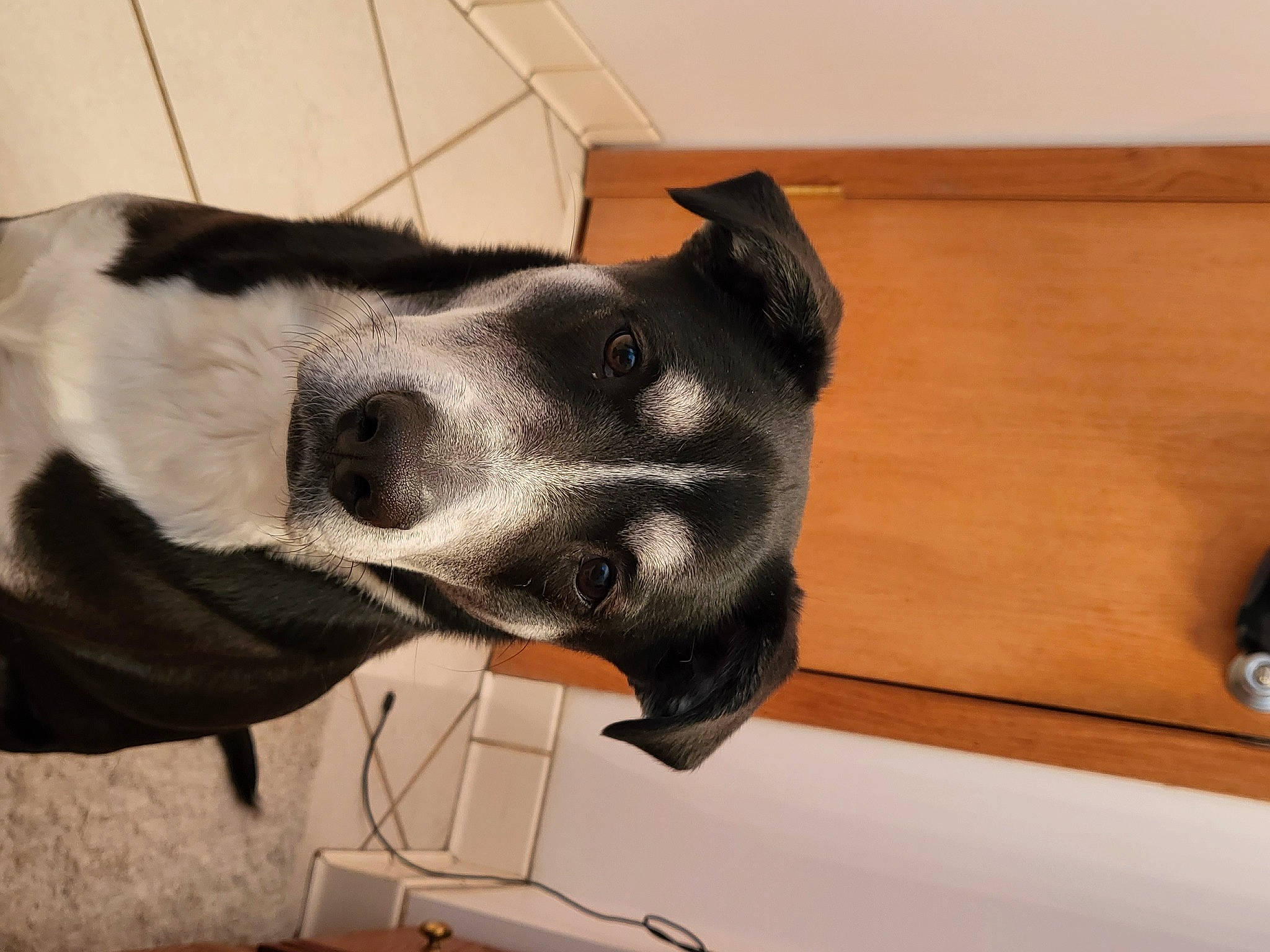 Mya is registered to the contest to win money with this photo: canidae, carnivore, collar, comfort, companion_dog, dog, dog_breed, dog_collar, ear, fawn, flooring, foot, fur, paw, pet_supply, sporting_group, tail, whiskers, wood, working_animal