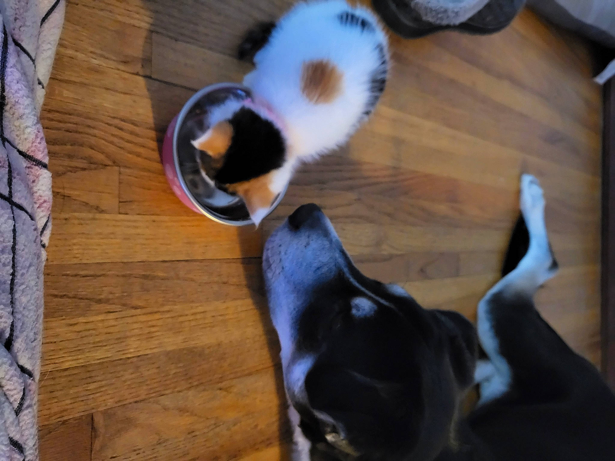 Mya joined the competition — help win amazing prizes! carnivore, cat, comfort, companion_dog, dog, dog_breed, fawn, felidae, flooring, fur, hardwood, paw, small_to_medium_sized_cats, snout, sporting_group, tail, whiskers, wood, wood_flooring, wood_stain