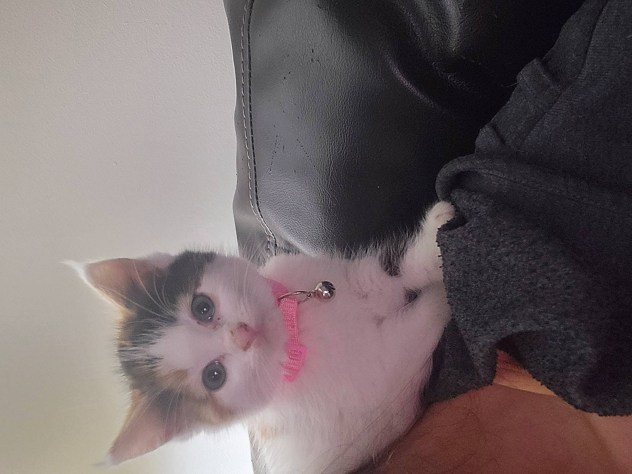 Khloe joined the competition — help win amazing prizes! carmine, carnivore, cat, comfort, eye, eyelash, felidae, foot, fur, head, iris, nose, small_to_medium_sized_cats, snout, tail, whiskers