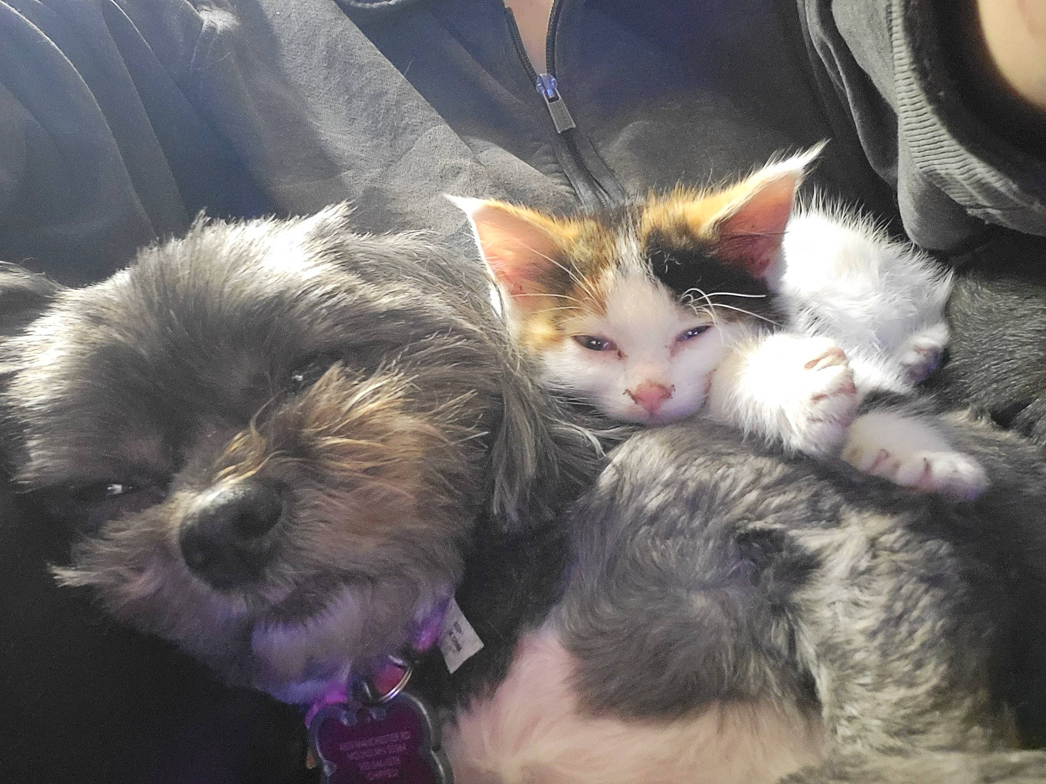 Khloe joined the competition — help win amazing prizes! carnivore, cat, comfort, companion_dog, domestic_short_haired_cat, ear, eye, fawn, felidae, fur, lap, love, paw, small_to_medium_sized_cats, snout, tail, toy_dog, vertebrate, whiskers, working_animal