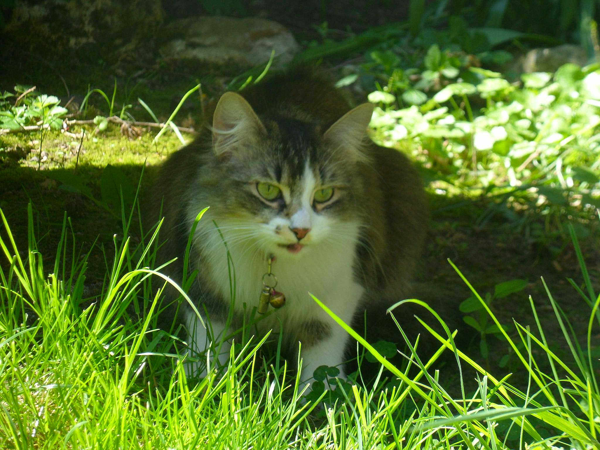 Belle