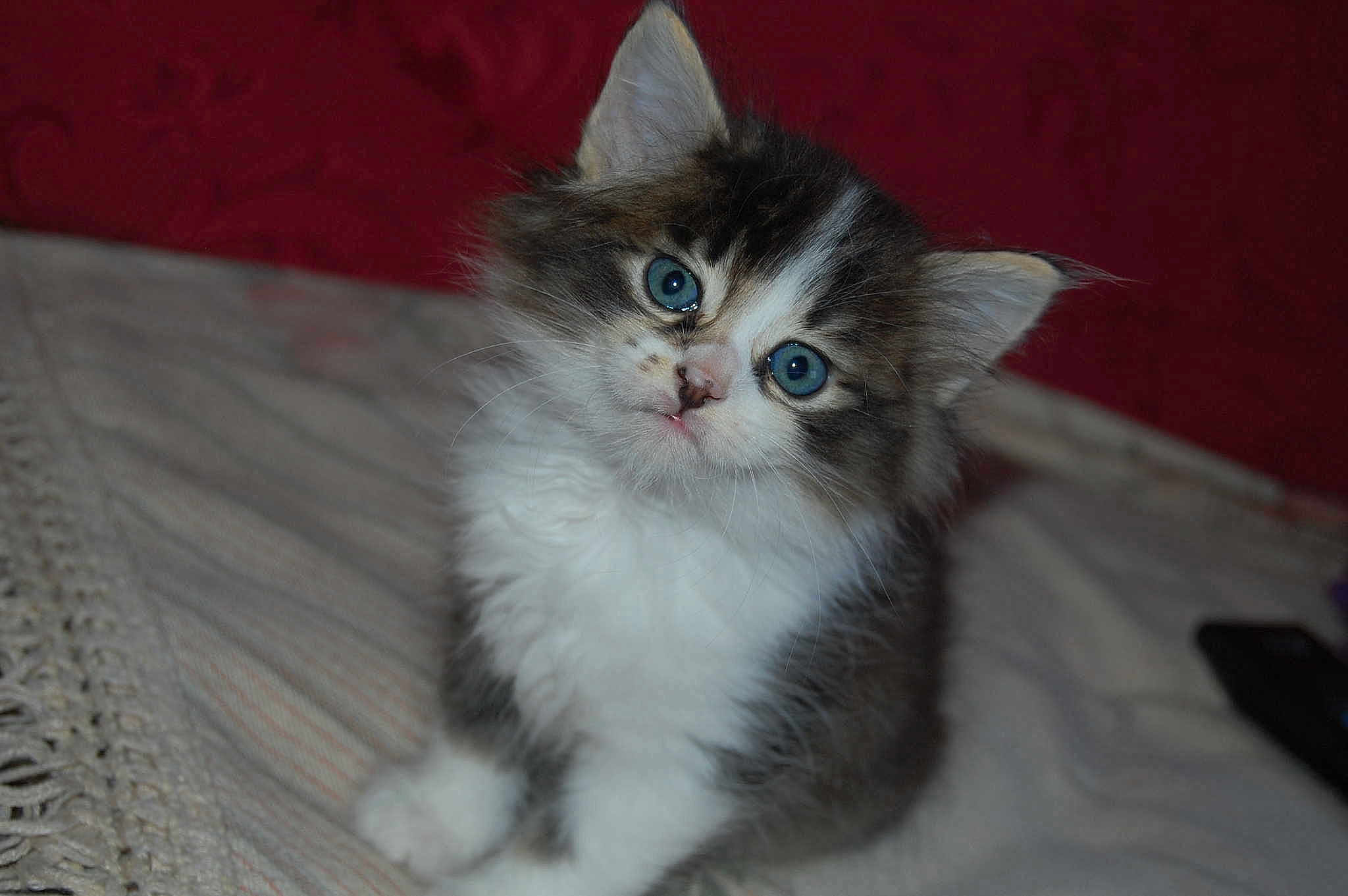 Belle