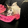Doughboy is registered to the contest to win money with this photo: cat, pink_blanket, black_leather_couch, relaxed, indoor, pet, feline, sleepy, closeup, whiskers, soft_fur, resting, domestic_animal, cozy, comfort, portrait, animal, cute, lying_down, household