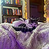 cat, blanket, cozy, indoor, bookshelf, books, string_lights, furniture, relaxing, pet, fur, home, decor, night, soft_texture, resting, cute, sleepy, warm_lighting, domestic