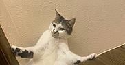 Doughboy is registered to the contest to win money with this photo: cat, stairs, wood, white_cat, gray_cat, indoor, wall, curious, pet, animal, feline, stretching, paw, floor, texture, domestic, looking, cute, funny_pose, house